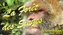 02/07/2017 Forêt des Singes à Rocamadour