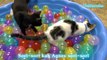 Lagu Anak Si Meong Kucing Lucu Mandi Bola