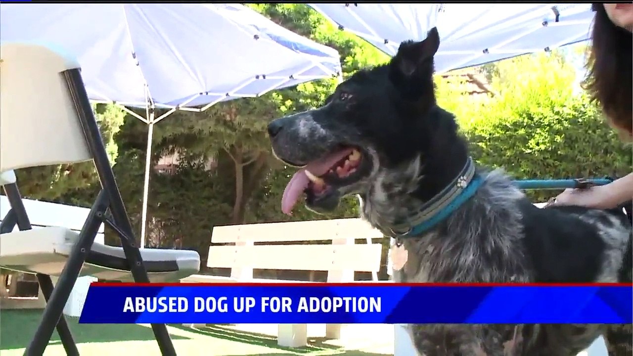Dog Disfigured by Terrible Abuse Ready for New Home