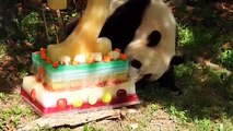 Giant Panda Bao Baos Second Birthday Treat (Part 5)
