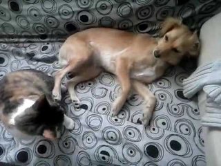 Enemigos amigos. perro y gato como en un abrazo de tango