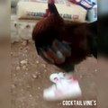 Amazing Chicken wear shoes looking so funny