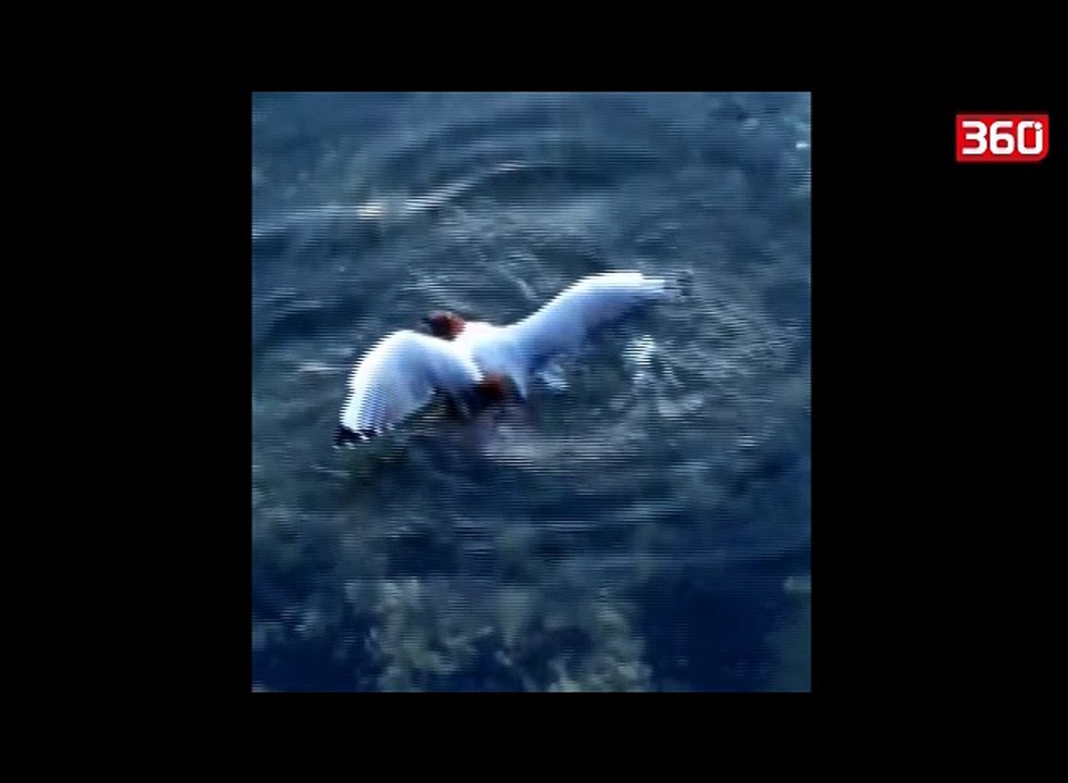 Momenti tmerrues kur nje oktapod gllaberon pulebardhen ne uje (360video)