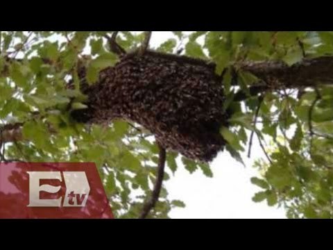 Abejas africanas atacan en Campeche; hay varios heridos