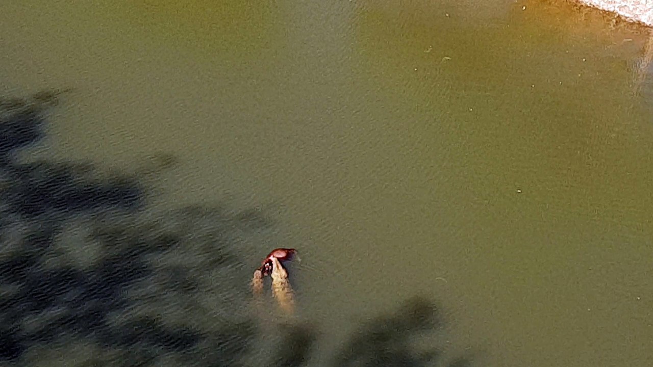 Giant Crocodile Devours a Cow
