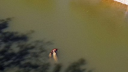 Giant Crocodile Devours a Cow