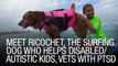 Meet Ricochet, The Surfing Dog Who Helps Disabled/Autistic Kids, Vets With PTSD