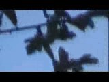 Ovnis - Video - [Divers] Observation d'un OVNI qui semble fl