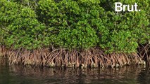 Des drones pour la reforestation de la mangrove birmane