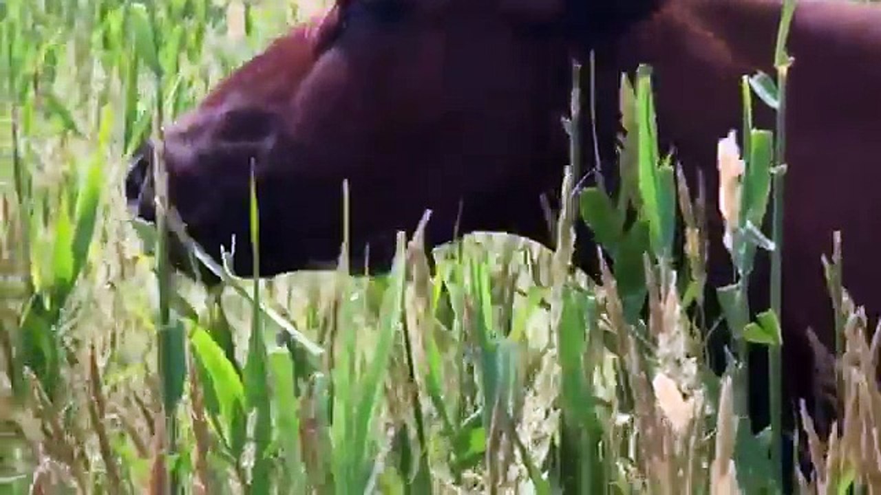 Как говорят животные. Развивающий мультфильм для детей. Учим голоса и звуки животных. Разв