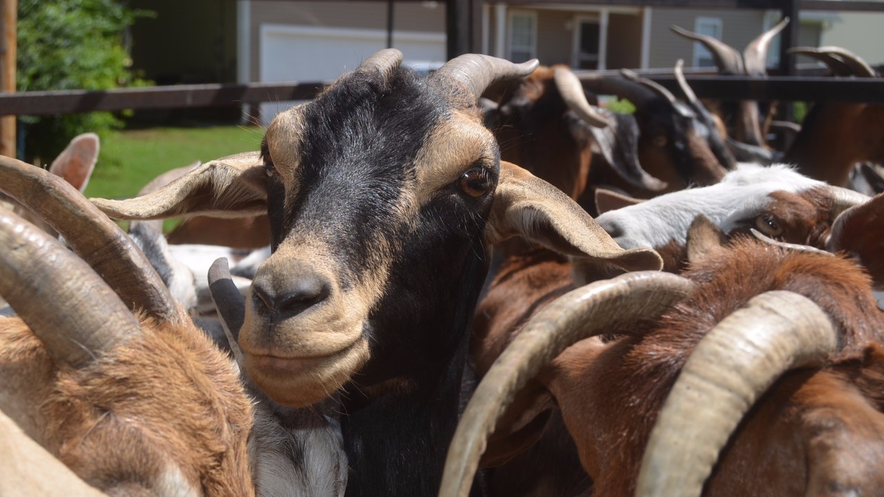 How will animals react to the eclipse?