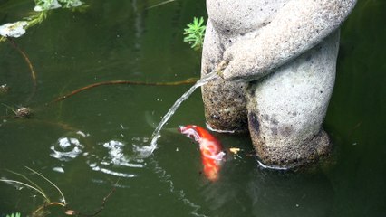 MANNEKEN PIS from Brussels