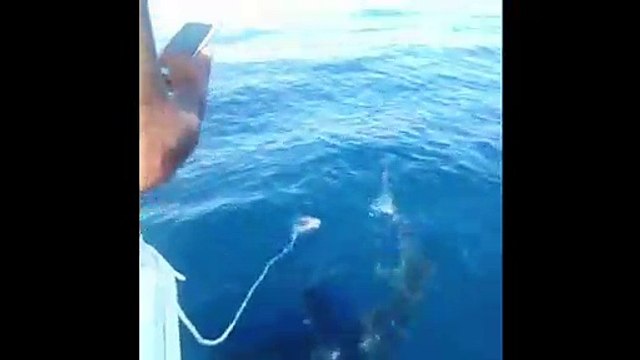 Un requin peau bleue de trois mètres aperçu près de Marseille par des pêcheurs !