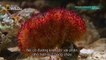 World's Deadliest Animals - The Deep Sea Animal - Discovery Channel