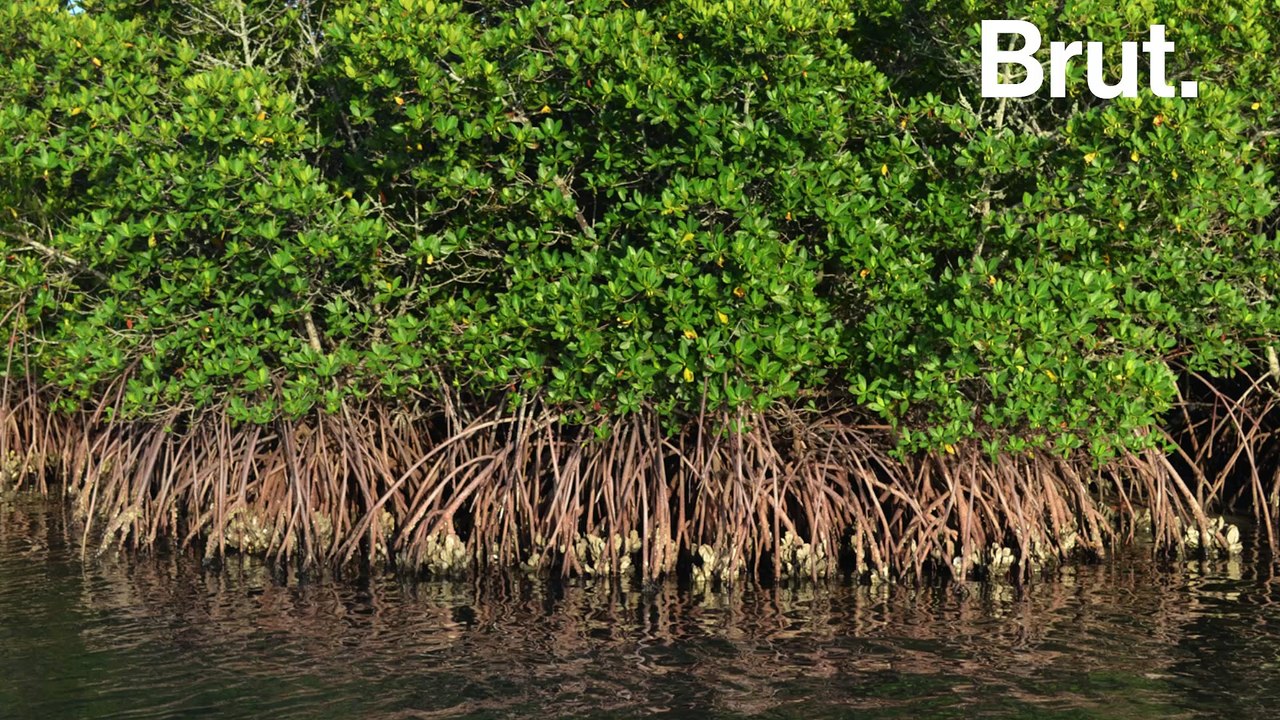 En Birmanie, des drones pour replanter la mangrove