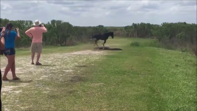 Un cheval s'en prend à un alligator devant des touristes médusés!