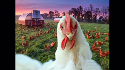 Chanson des sons le le le le la les enfants animaux aiment écouter les sons des animaux de la ferme et les animaux