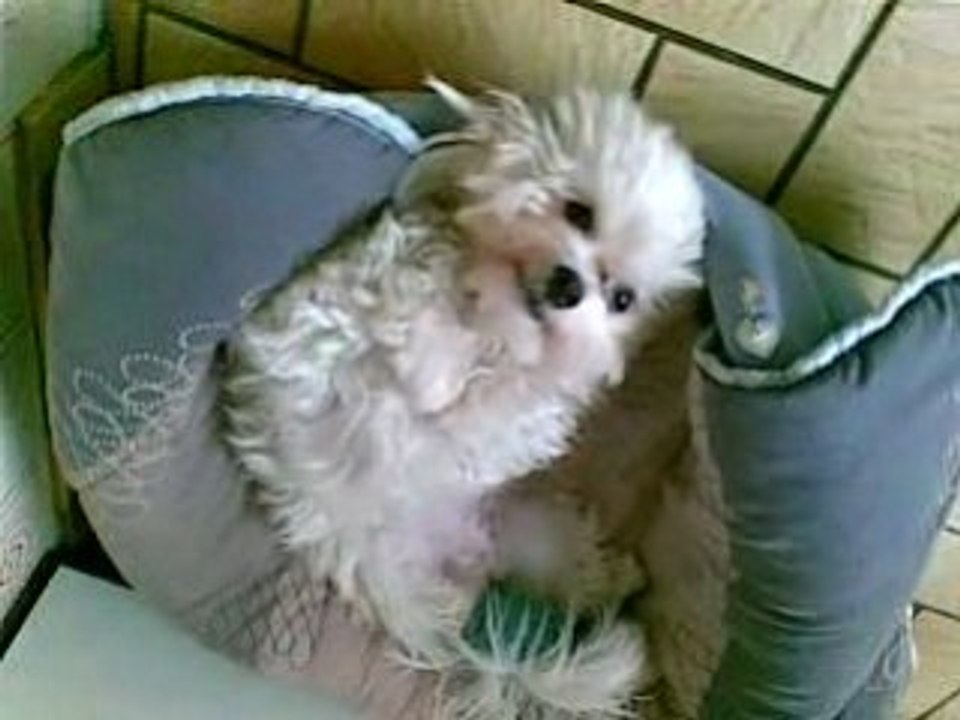 Choupetta