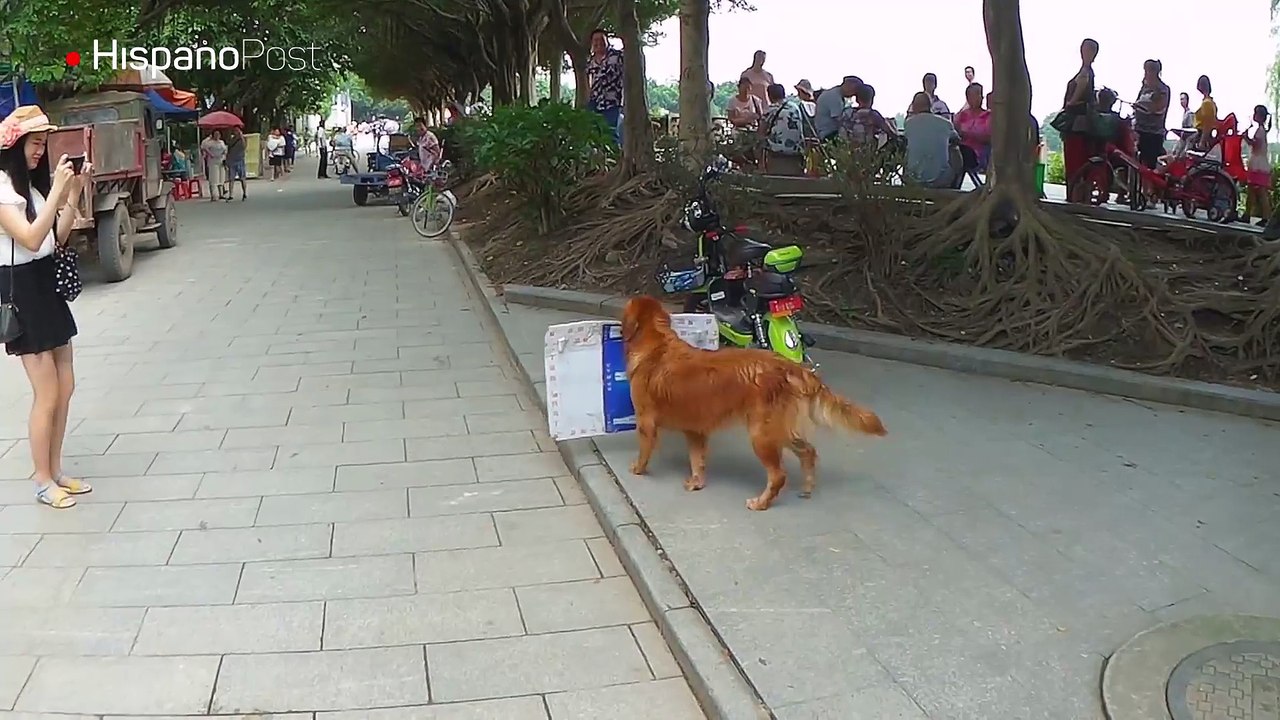 En China hasta a los perros los ponen a trabajar