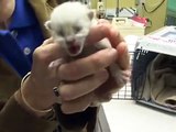Rescatando recién nacido gatitos