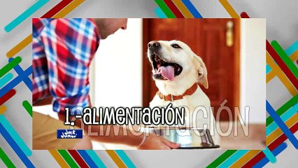 Cuidado de los perros en la vejez