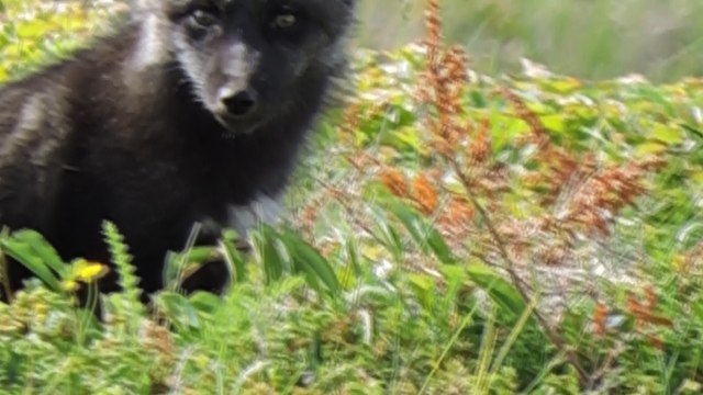 cute baby foxs by gladys tead 2017 aug 21