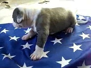 Male Bleu Cocard Bleu