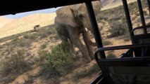 Un éléphant charge un bus