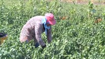 Meşhur Bafra Salçalık Kırmızı Biberinde Hasat Zamanı