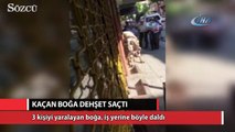 İstanbul’da kaçan boğa dehşet saçtı: 3 yaralı