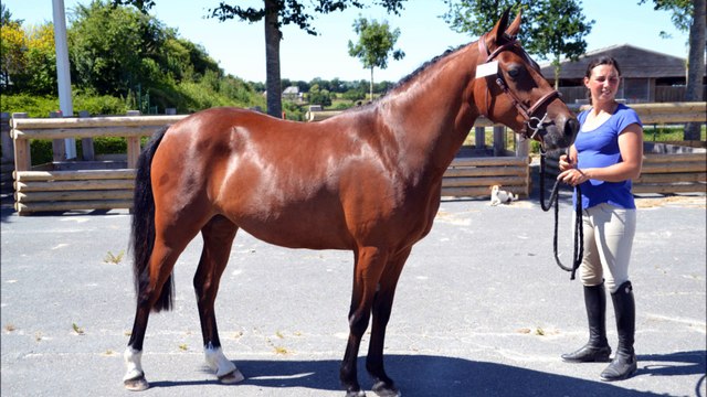 Fidji du Lorey concours 2 ans