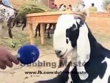 Funny Eid Mubarak 20o17 Bakra Eid Punjabi Dub Video