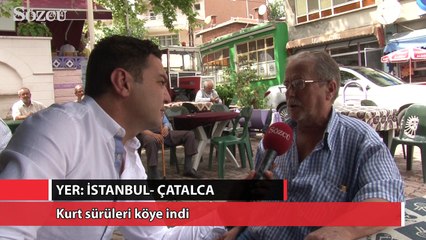 İstanbul'un dibinde kurt dehşeti