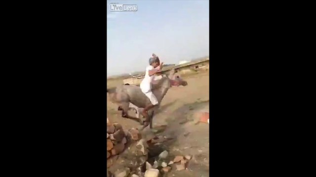 Grosse chute de cheval en tentant de sortir de l'enclos au galop..