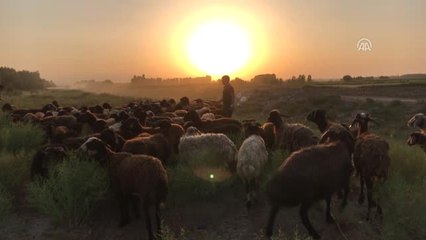 Sıcaktan Bunalan Hayvanlar Su Kanalında Serinletiliyor