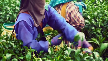 What's the tea, Chiang Rai?