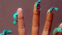 Five little Chameleons hang out on fingers