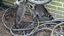 Raccoons play with a bicycle wheel