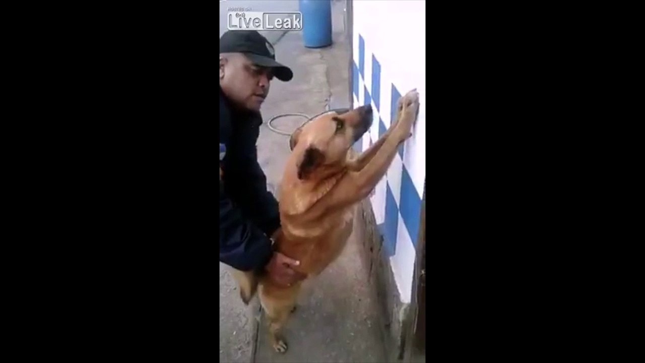 Ce policier fouille un Chien debout au mur comme un suspect LOL