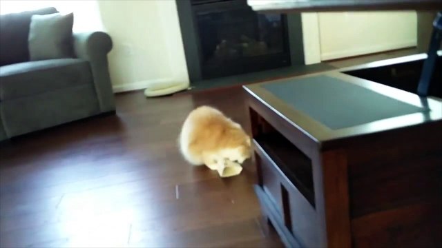 Ce chat devient fou avec un carton attaché à sa queue !