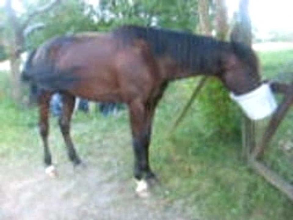 lucido