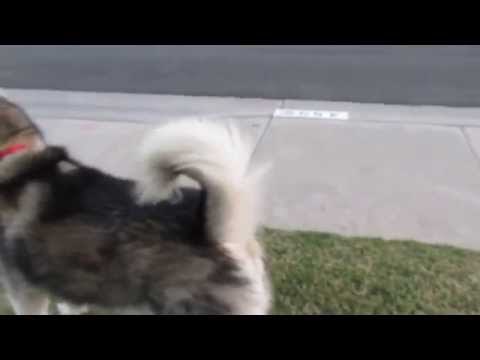 Hungry Dog Shouts 'Ice Cream' Before Running to His Favorite Ice Cream Man
