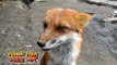 Tired Fox is Unimpressed With Owner's Cuddles