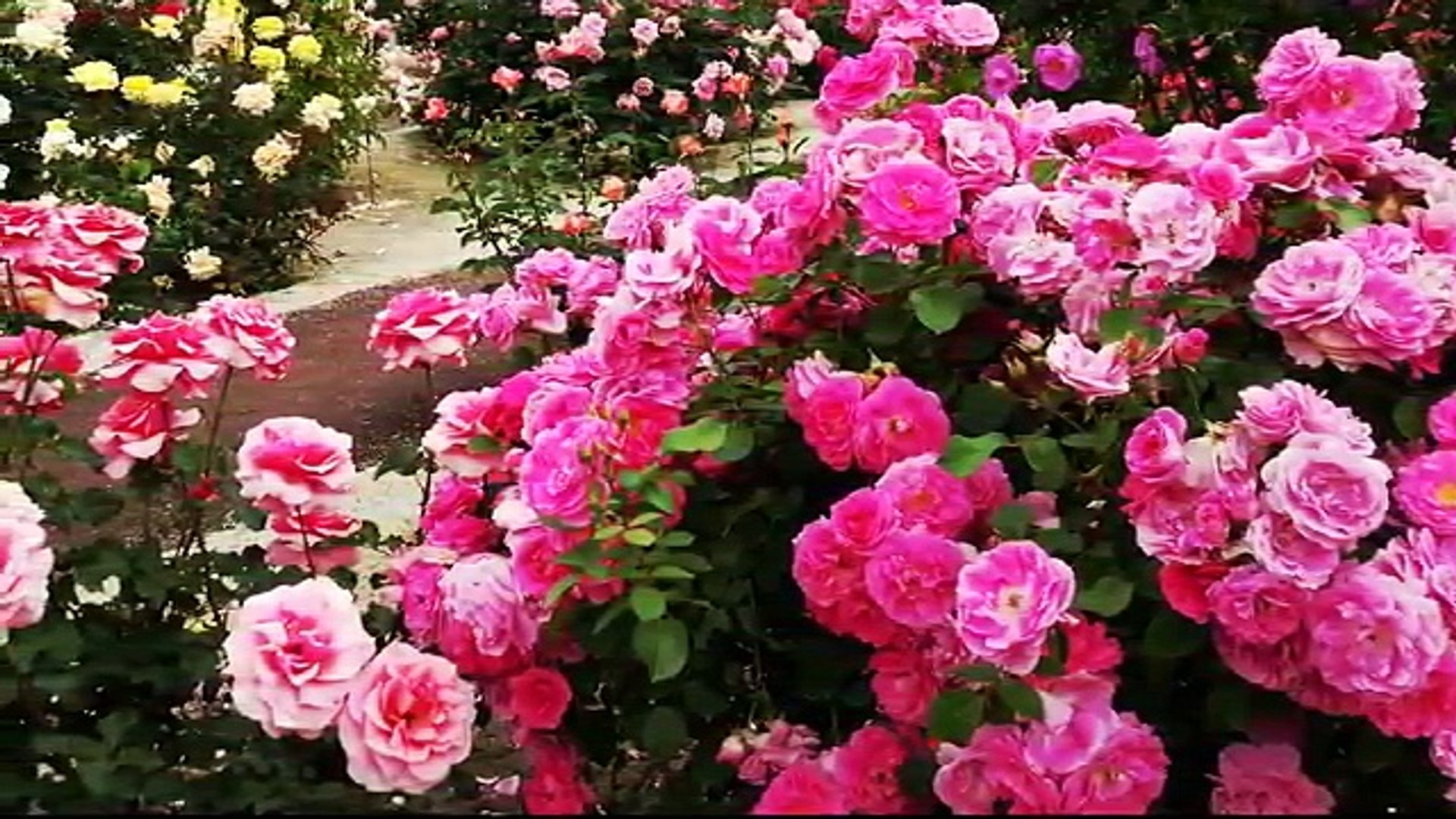 4K Most beautiful rose flowers, flower shrubs and colorful garden that you may have never
