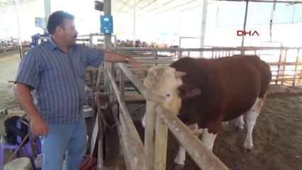 Mersin Şampiyon'u 35 Bin Liradan Satışa Çıkardı