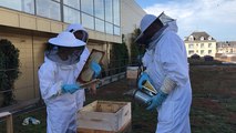 Première récolte de miel aux Rives de l'Orne