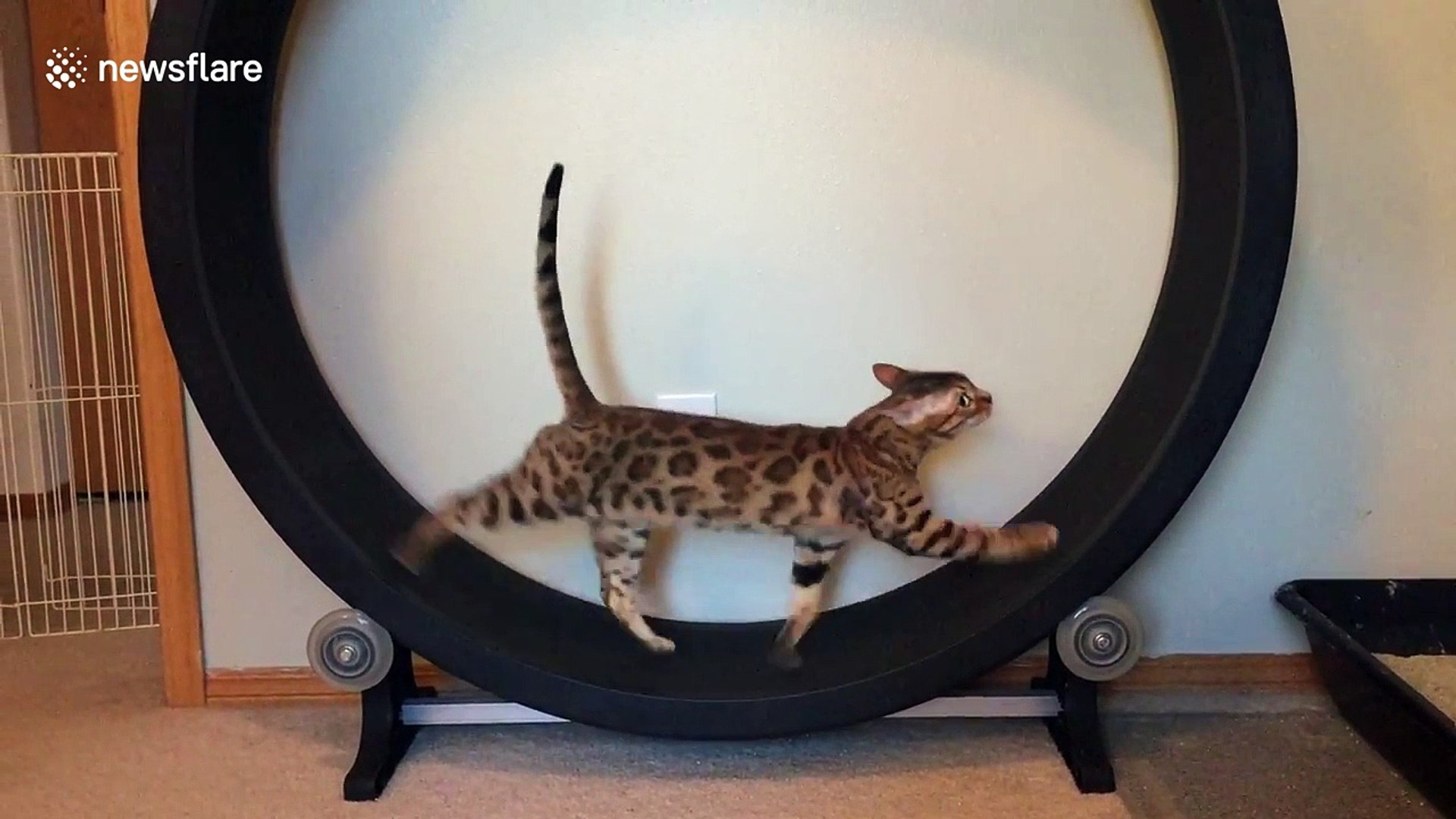 cat treadmill wheel