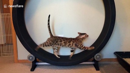savannah cat wheel