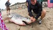 Great white shark: Carcass found with missing teeth, dorsal fin on California beach - TomoNews