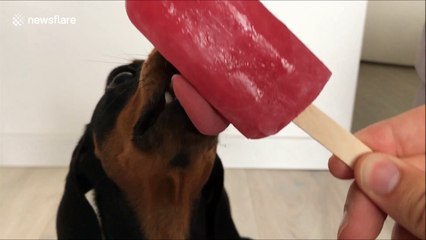 Just a cute dachshund eating an ice lolly